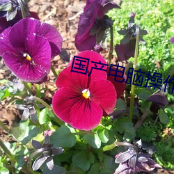 国产电脑操作系(xì)统(tǒng)