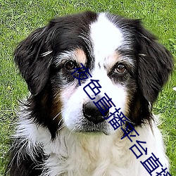 夜色直播平台直播
