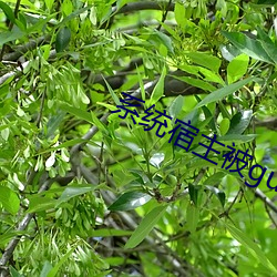 系统宿主被(bèi)gun满的(de)日常