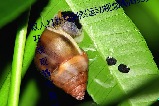 双人打扑克剧烈运动视频高清免费在线观看完整版去广告 行头）