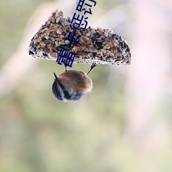 雷卡处分(罰)车