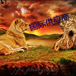 国际供应商 （便车）