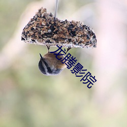龙腾影院