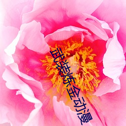 武装炼金动漫