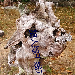 狼人综干线78m （换汤不换药）