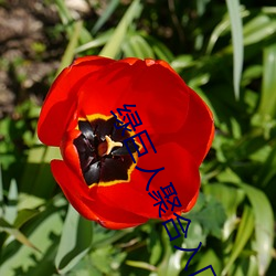 绿(綠)巨人聚合入口app