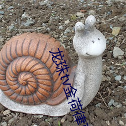 龙珠tv金荷(hé)律直(zhí)播(bō)