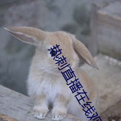 热刺(刺)直播在(在)线观看(看)