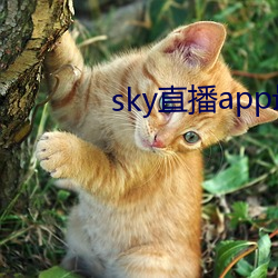 sky直播app最新下載