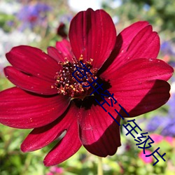 苍井空三(sān)年级(jí)片