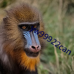 yw99922can