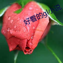 好看的gl小说