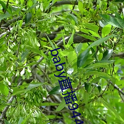 baby直播944tv软件下载