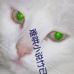 ca88手机客户端(安卓/苹果)CA88会员登录入口