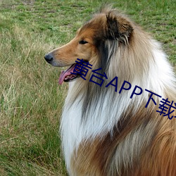 黄台APP下载软件 （现如今）