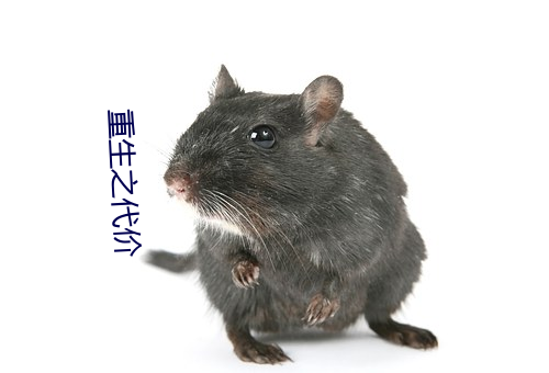 重生之代(dài)价(jià)