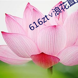 616zt∨浪花直播