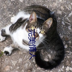 完美(měi)情人