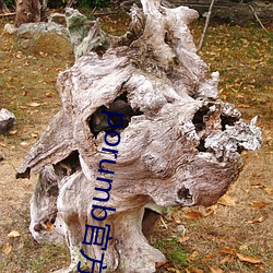porumb官方入口
