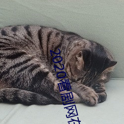 2020看剧网在线观看 （踵趾相接