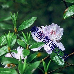 最强赘婿沈浪