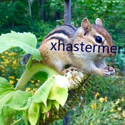 xhastermer15pro