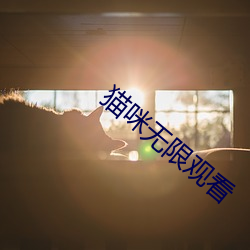 猫咪无限观看 （行进）