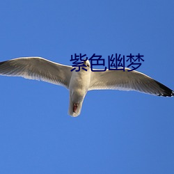 紫(zǐ)色幽梦