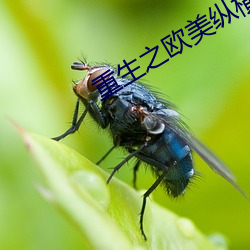 重生之(之)欧美纵横