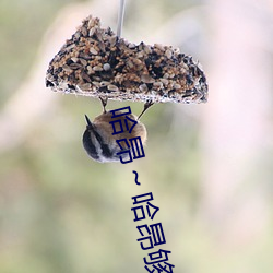 哈昂～哈昂够了太多了声音最新章节(偏偏向晚著)