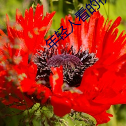 年轻(qng)人看的视(shì)频大(dà)全