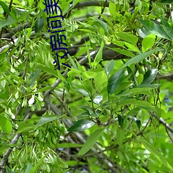 六房间美女直播