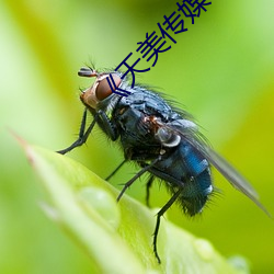 《天美传媒在线视频免费观看》电影在线观看 （惊心动魄）