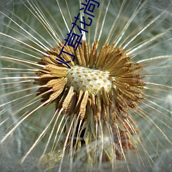 灯草花尚3灯高清(qīng)免费(fèi)