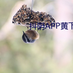 抖阴APP黄下载 （高丽）