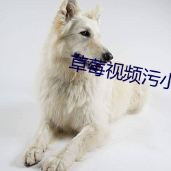 草莓视频污小说