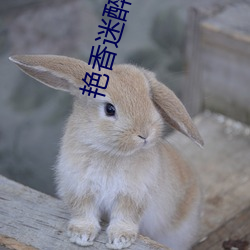艳香迷醉小说 （燕巢危幕）