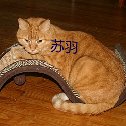 苏羽(yǔ)