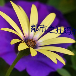 都市之(之)狂婿(婿)战(戰)神