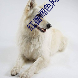 红番阁色网站 （励精图治）
