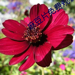 麻豆片免费观看在线看 （百二山川��