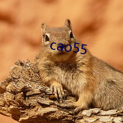 cao55