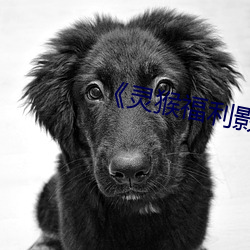 《靈猴福利影院 ed2k