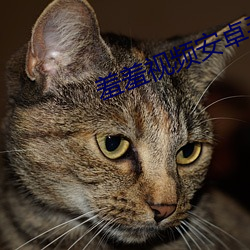 羞(xi)羞视(shì)频安卓手机版下载