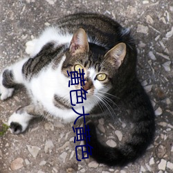 黄色大(大)黄色