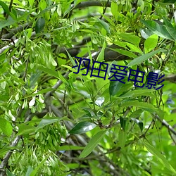 羽田爱电(diàn)影