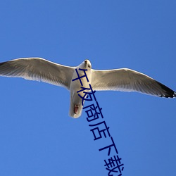 午夜商店下载www