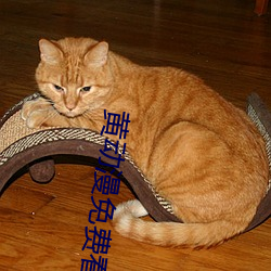 黄动(動)漫免费看(看)