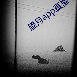 望月app直播下载(載)2