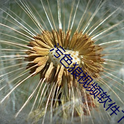 污色狼视频软件下载